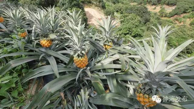 中山神湾的菠萝为什么不用泡,中山神湾菠萝为什么出名