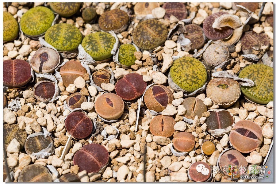 生石花晒伤了怎么处理,生石花晒伤的表现