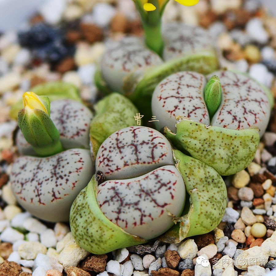 生石花晒伤了怎么处理,生石花晒伤的表现