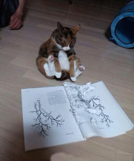 俄罗斯豹纹猫,尾气猫