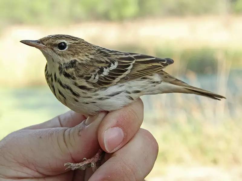鵟䴕鹡，这些鸟的名字怎么念？