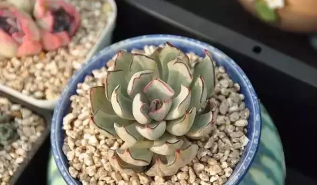 肉肉怎么浇水最好最合适,肉肉浇水最好的方法