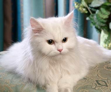 最便宜的宠物猫咪品种图片及价格,哪个品种的猫咪性格最好最温顺