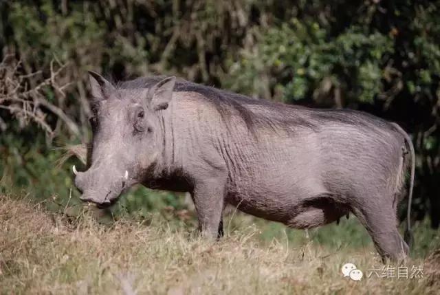 寿命最长的疣猪,见识一下疣猪顽强的生命力
