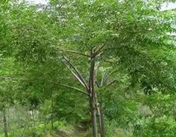 夏天是“毛囊炎”发作高峰期！5种自救法摆脱红肿胀痛