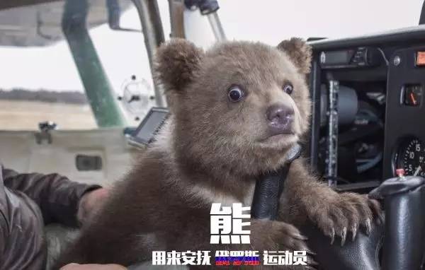 本届巴西奥组委:谁能帮我海淘只熊猫?