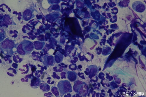 狗狗脓皮症不剃毛可以吗,狗狗得了皮肤病可以抹药膏吗