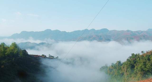 易武知识,知识茶叶