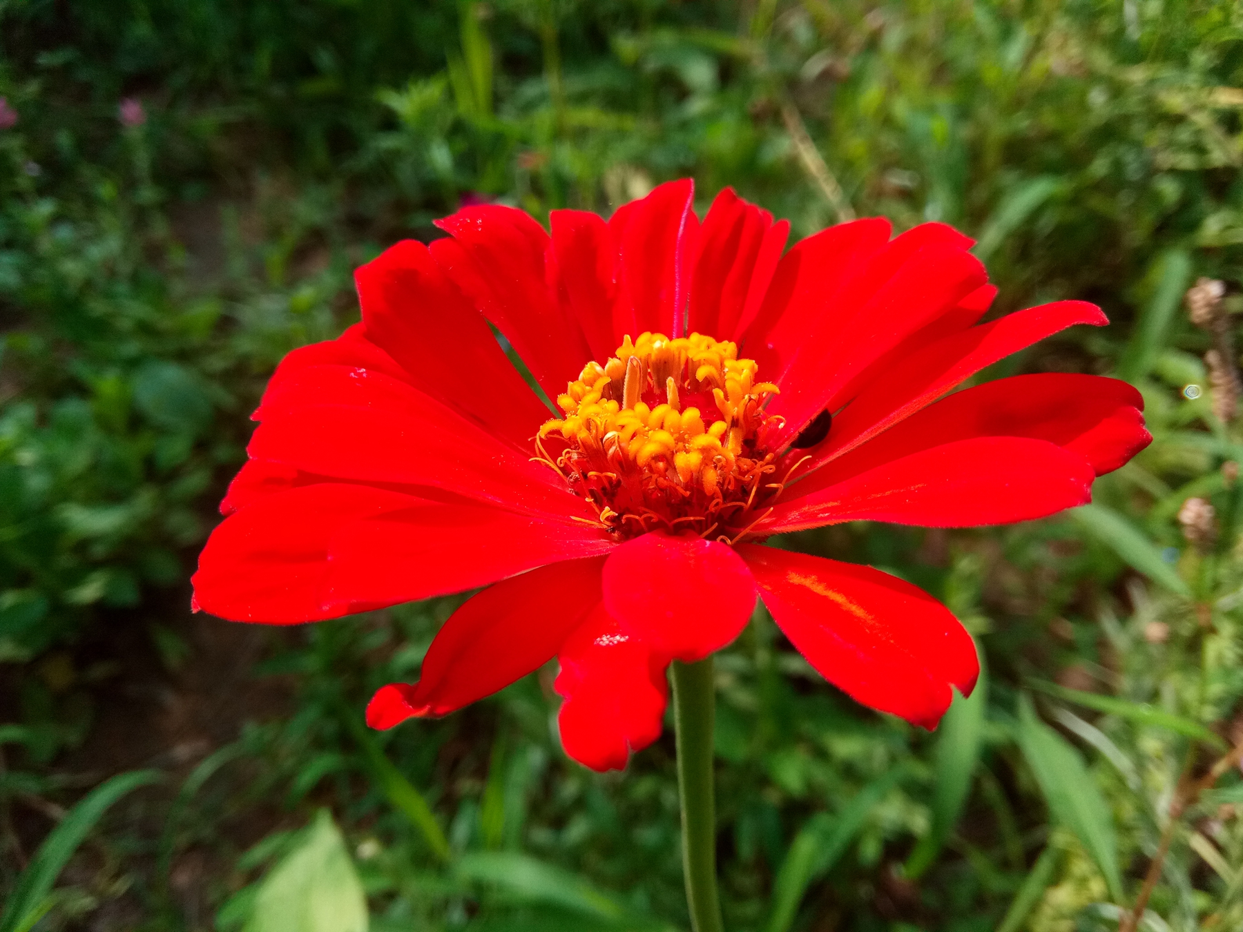 小品牌性价比电动车,酷比max5参数