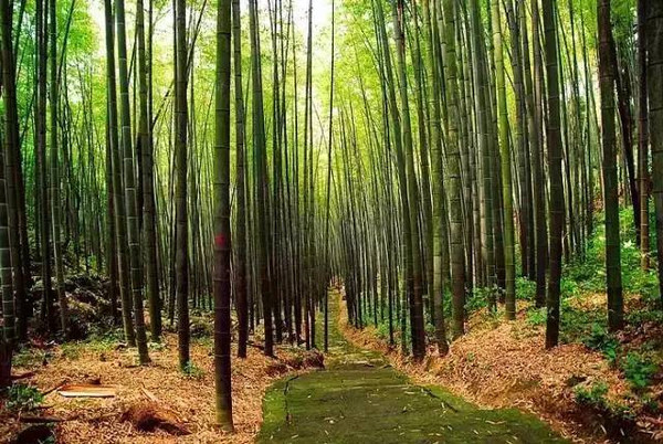 分享四川最值得去的9个地方景点,福利市景点