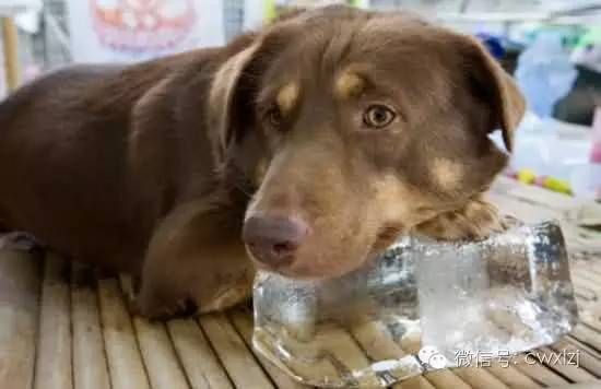 狗狗中暑有药吃吗,狗狗中暑能不能用凉水