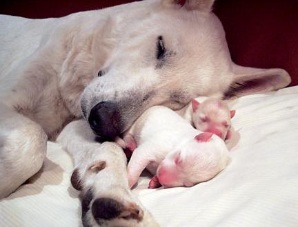 怎么判断狗妈妈怀没怀孕,怎么判断狗妈妈是否生产完了