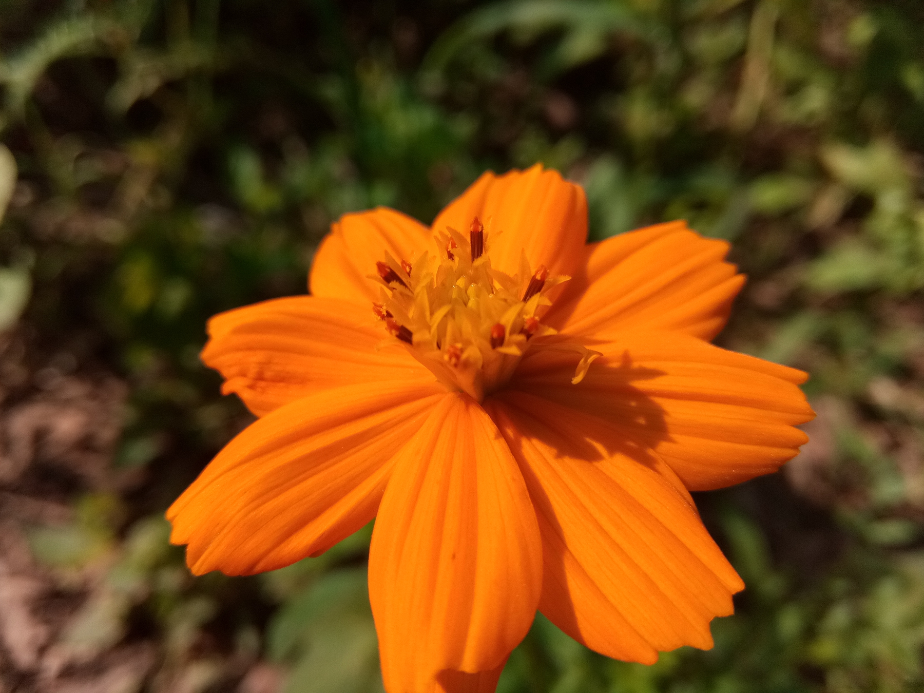 小品牌性价比电动车,酷比max5参数