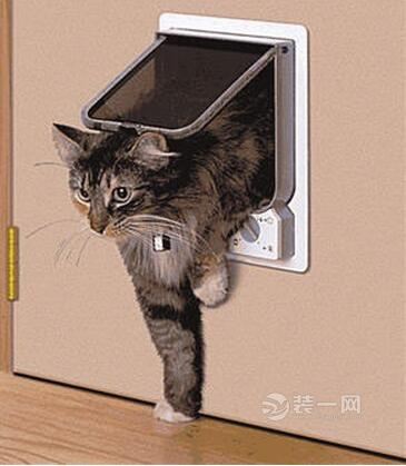 家里有猫咪应该怎么准备装修,养猫咪家里要怎么装修