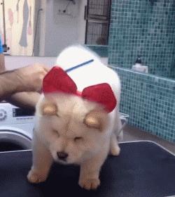 新手在家给狗狗剪毛视频教程全套,干货自己在家怎么给狗狗剪毛