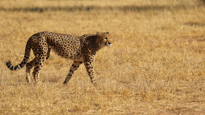 猎豹狂奔与狮子对敌,猎豹奔跑高清震撼视频