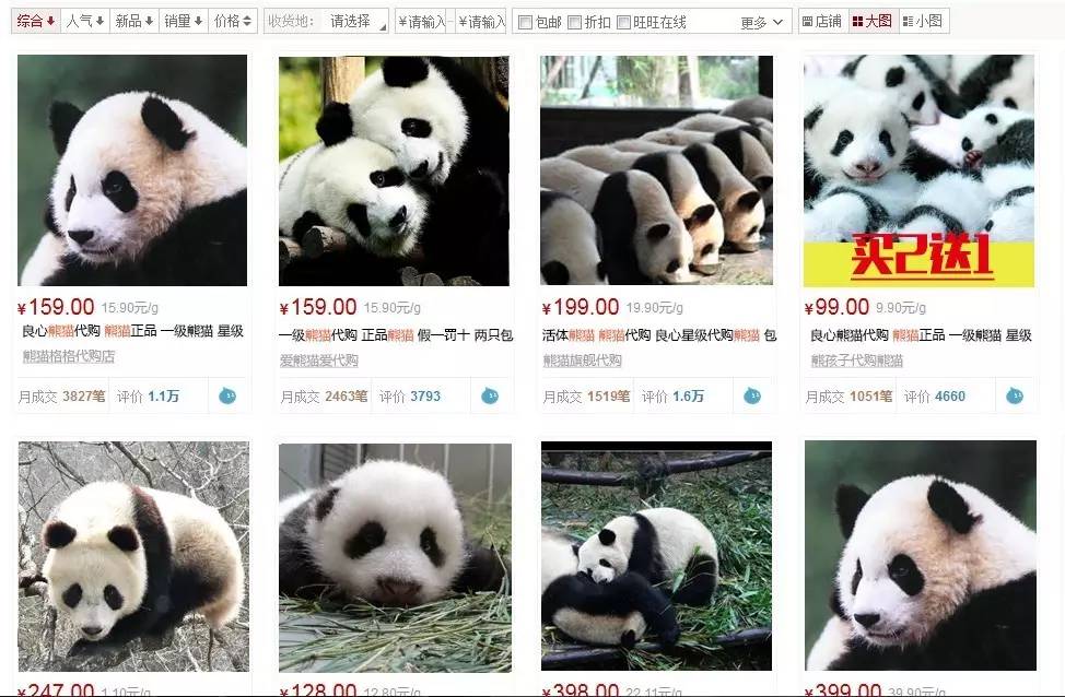 本届巴西奥组委:谁能帮我海淘只熊猫?