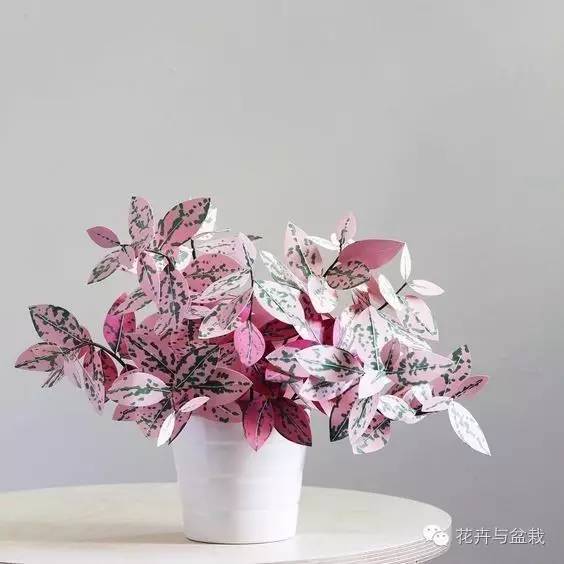 叶子斑斓的植物有哪些,叶子紫色有斑点植物