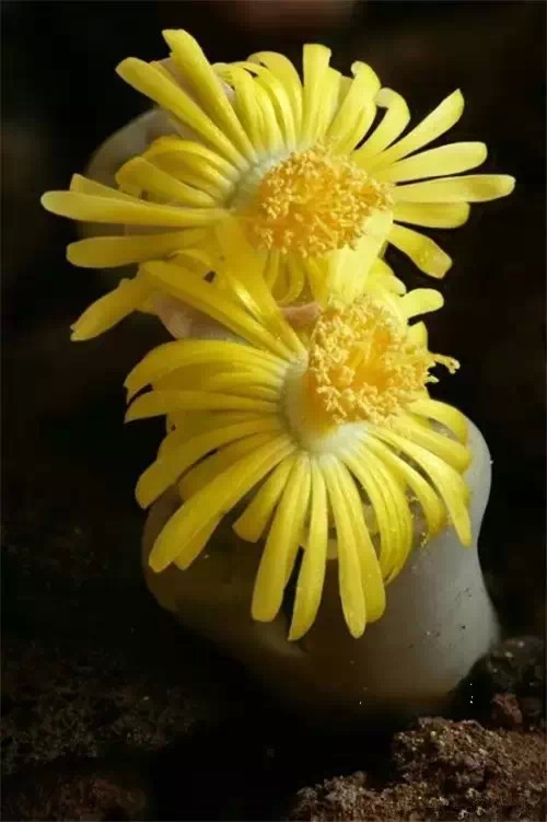 多肉开完花就死,多肉开花后会死掉吗