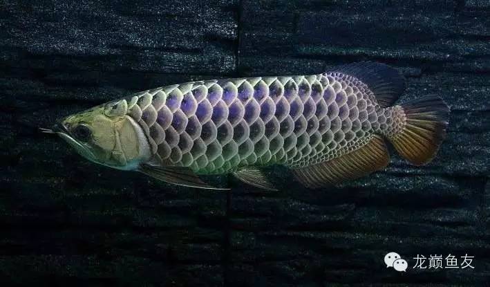 养龙三部曲,你学会了吗?