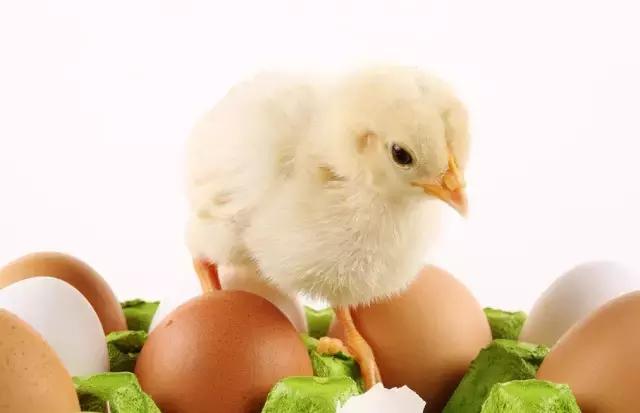 凭什么他的鸡这么受欢迎?给小编来一打!