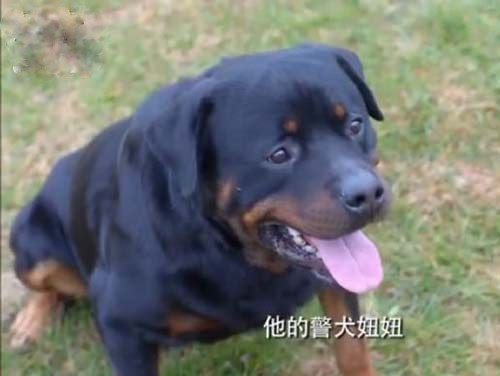 神犬小七第一季结局小七跟谁走了,神犬小七发生了什么