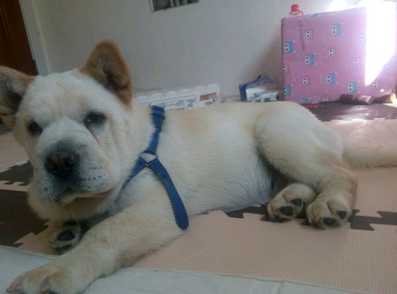 黑松狮长毛和短毛的区别,松狮是长毛的好还是短毛的好