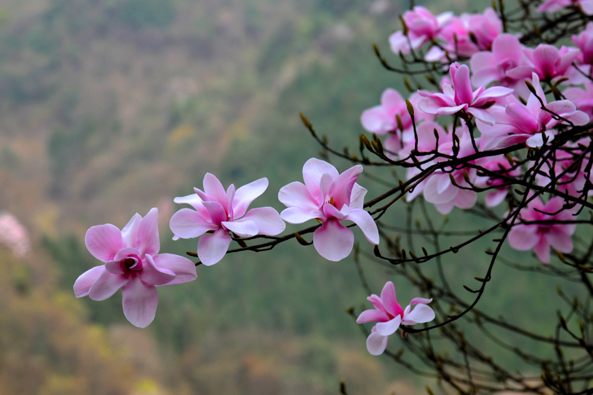 鼻炎克星辛夷花,鼻炎的烦恼就是一直流鼻涕