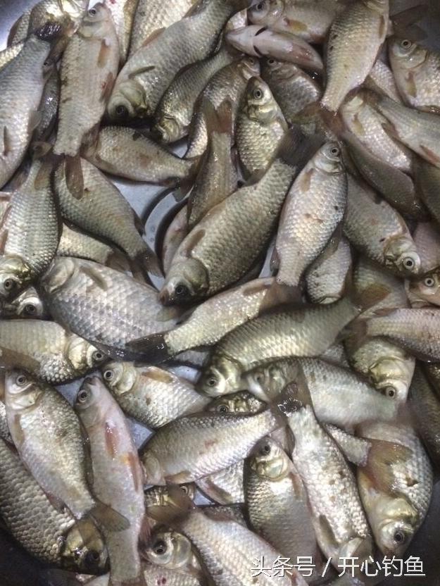 老鬼鱼饵料钓鳊鱼,老鬼专钓鳊鱼饵料配方