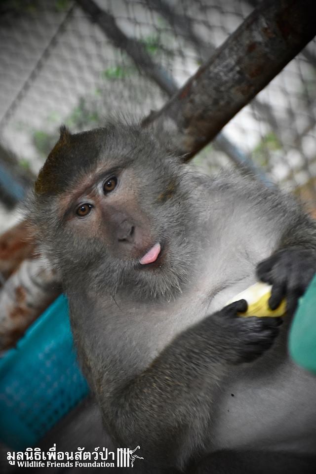 从小养大的猴子会咬主人吗,从小养出来的猴子