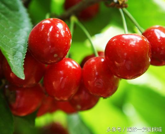 帮助男人壮阳的六样好东西，不知道第五样你吃过没有！