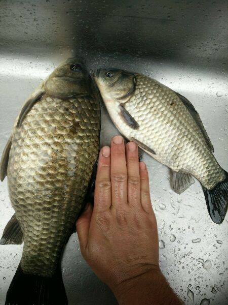 野钓真过瘾一下午钓了14条大鲫鱼,野钓大鲫鱼看着也太过瘾了