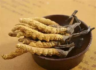冬虫夏草|冬病夏治——“天下第一草”