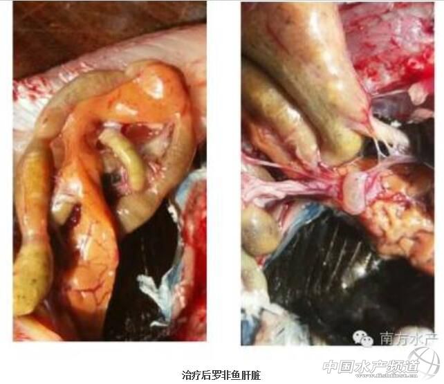 罗非鱼高温病怎样防治,罗非鱼如何防链球菌