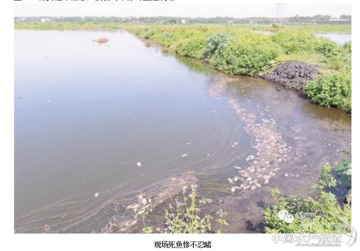 罗非鱼高温病怎样防治,罗非鱼如何防链球菌