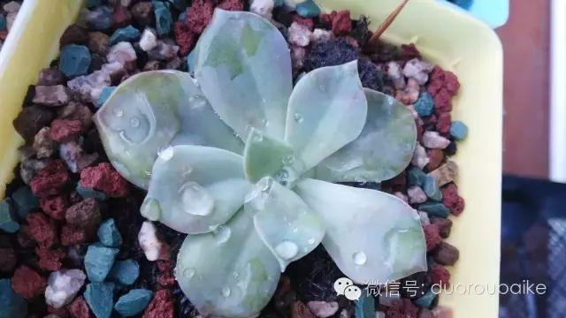 多肉挡雨遮阳布,伸缩挡雨架多肉