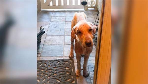 这只狗被虐后全身都是病且身心受创，甚至不敢走进新家