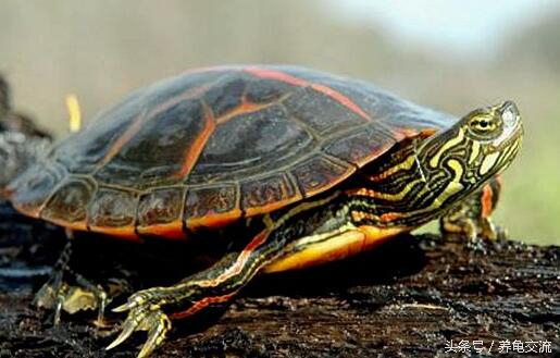 锦龟的知识,锦龟知识