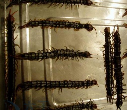 中国最奇葩的九种美食,一般人不敢尝试的十大奇葩美食