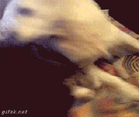 没想到你是这样的羊驼原版,没想到你是这样的狗gif