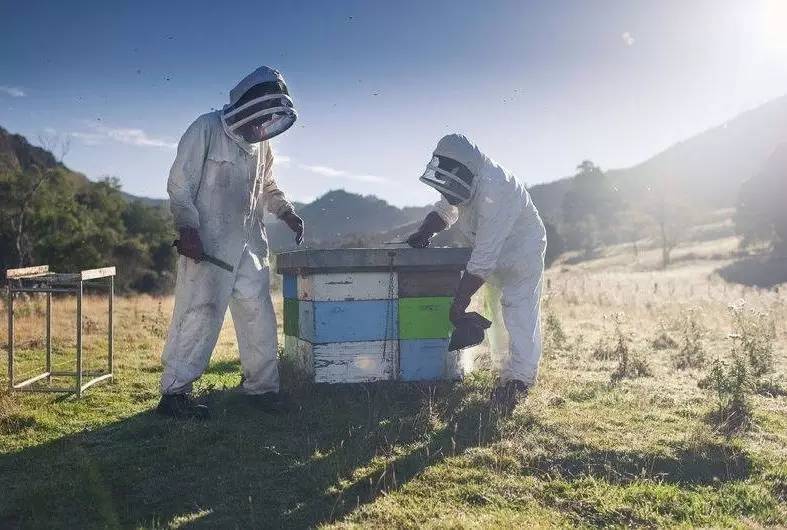 老中医蜂蜜系列,老中医生姜蜂蜜