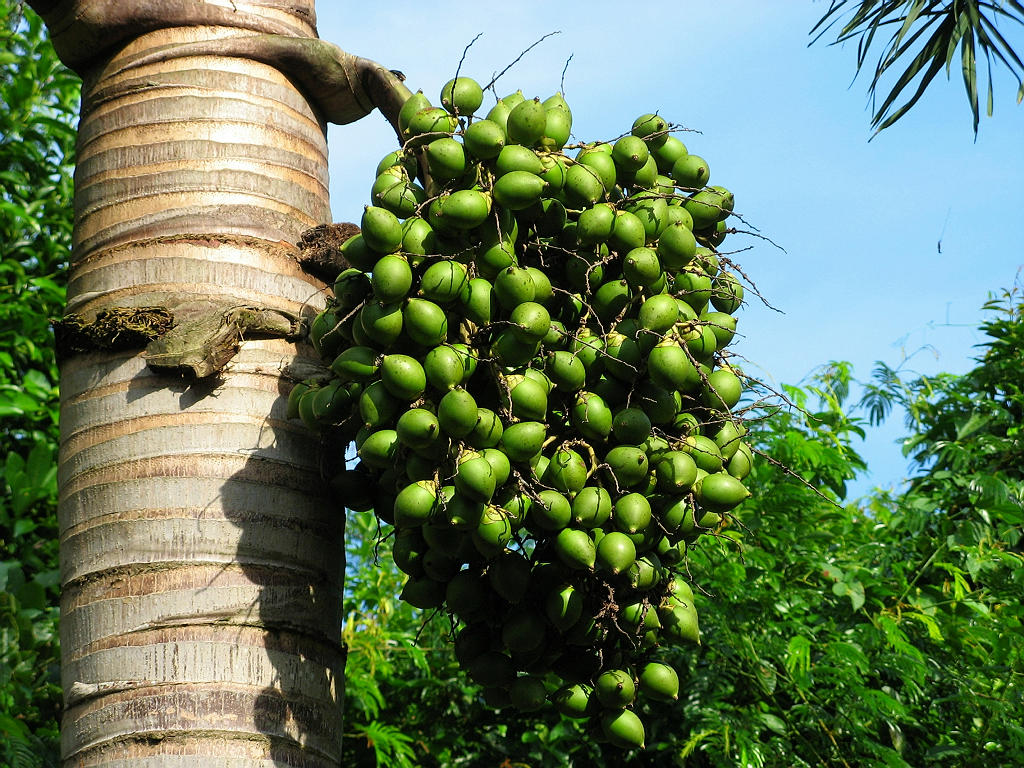 吃槟榔胸闷气短呼吸困难心慌,槟榔为什么吃了会胸闷有害处