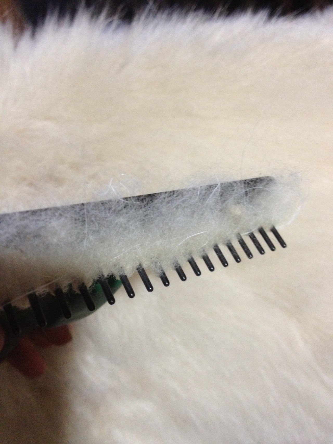 羊绒面料价格最贵多少,正宗的羊绒多少钱一斤啊