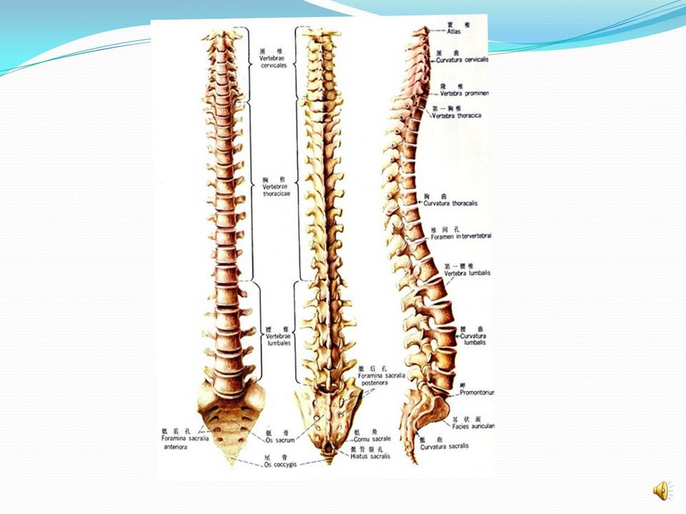 谈骨论筋颈椎病,中医治疗颈椎病名医