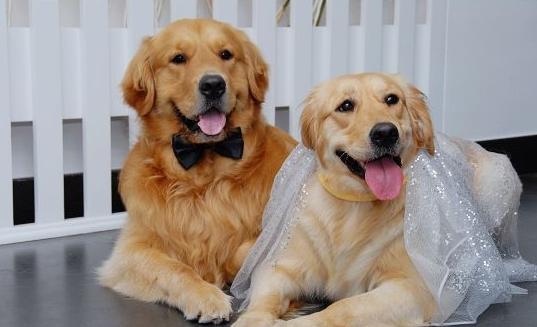 金毛狗狗几个月可以配崽,想要一个金毛和萨摩耶串串宝宝