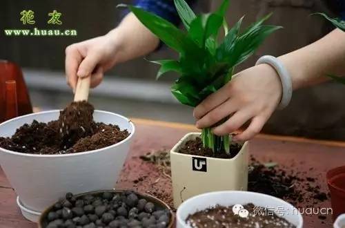 刚买回的花怎样移栽成活率高,新买回来的花怎么移栽成活率最高