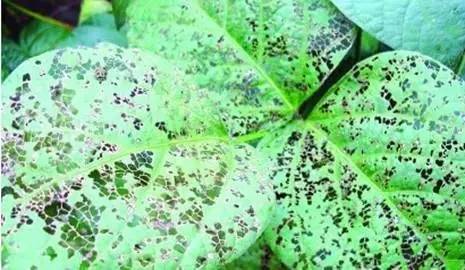 白菜地里蜗牛怎么除,地里蜗牛怎么能根除