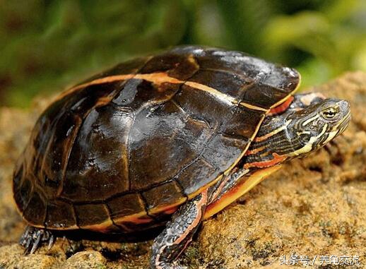 锦龟的知识,锦龟知识