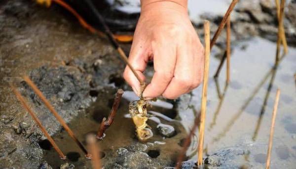 西海岸灵山卫钓鱼的钓点,灵山卫海边钓鱼