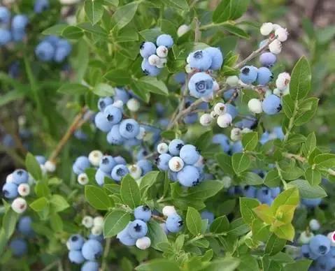 小小蓝莓果成为致富果,蓝莓果喜成增收致富果